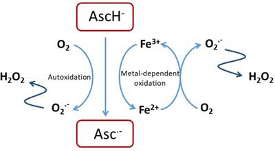 Potential Mechanisms of Action for Vitamin C in Cancer: Reviewing the Evidence